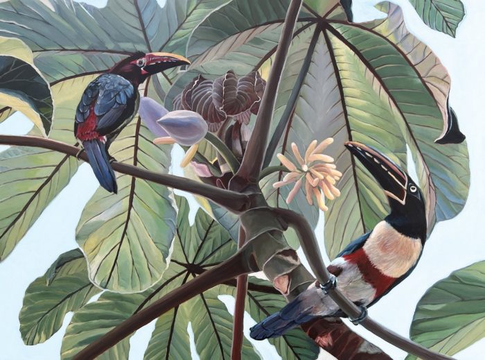 Aracari toucans - oeuvre de Clarissa P. Valaeys - CAVS1