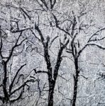 Premiers frissons - Œuvre de Jacqueline BACHMANN - JEBN35