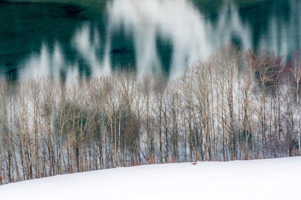 Le renard, lac du Vernex (VD) - œuvre de Laurent SCIBOZ - LTSZ17