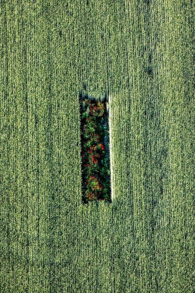 Singine - œuvre de Laurent SCIBOZ - LTSZ8