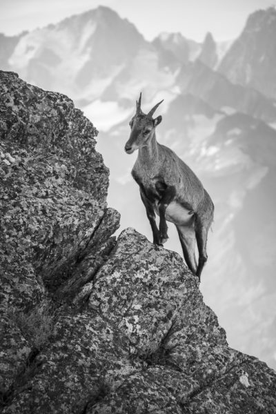 Rencontre au sommet - oeuvre de Vincent Gilliéron - VTGN4